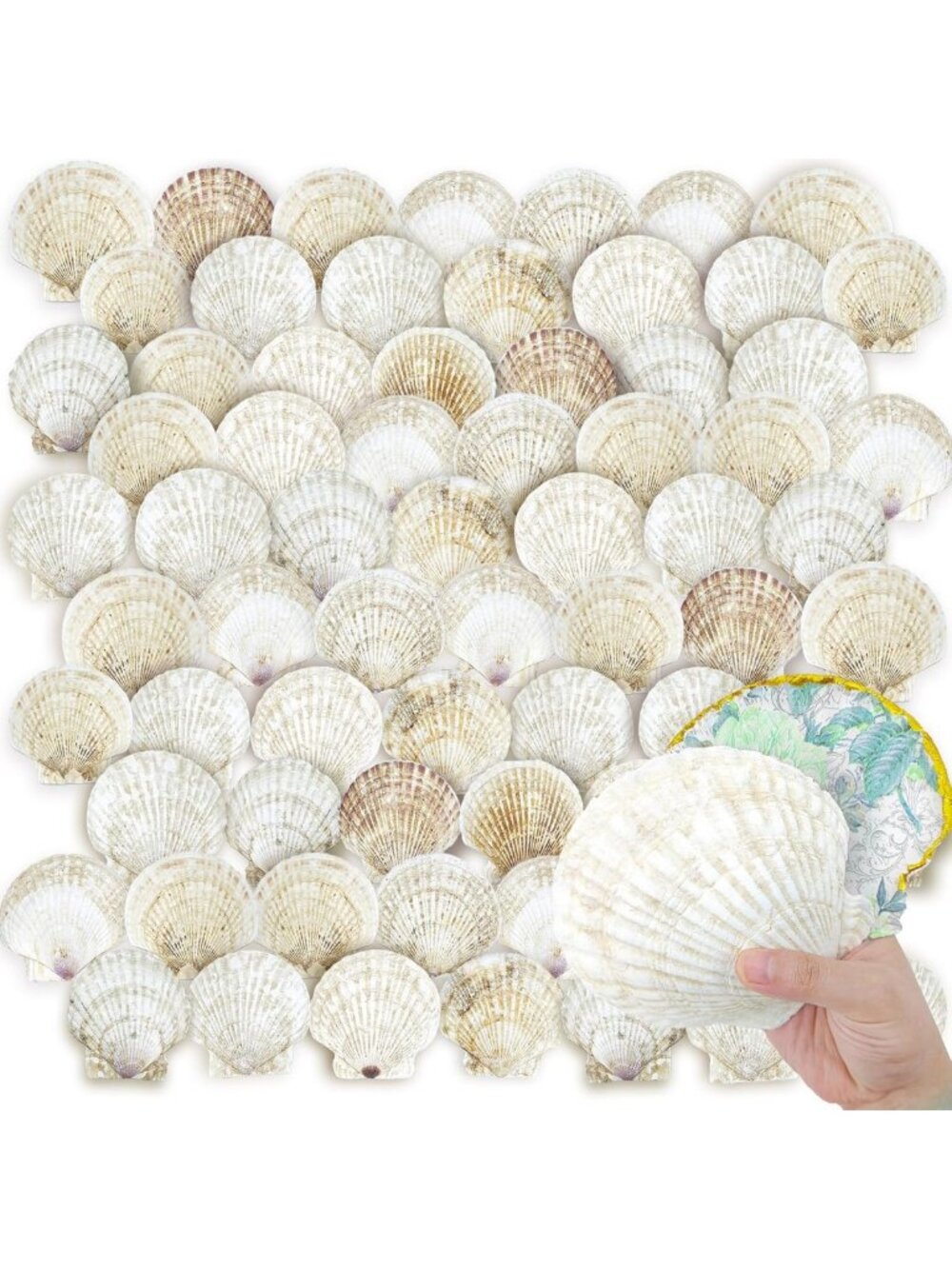 72PCS Large Scallop Shells for Crafts - Natural Beach Decor for DIY Projects